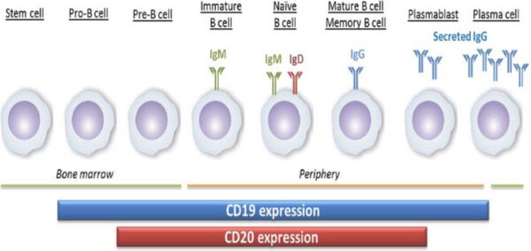 2022-CD20expression